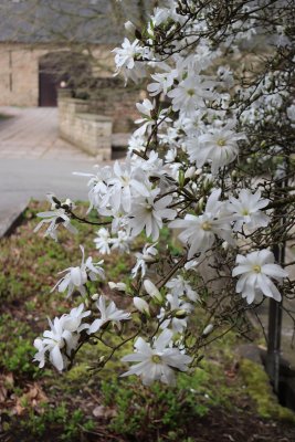 Magnolia stellata - šácholan hvězdovitý - květy
